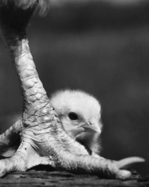 Baby chick behind a bird leg Poster Print