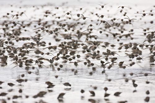Swarms Of Western Sandpipers At Hartney Bay In The Copper River Delta Near Cordova, Alaska, During The Annual Mi During The Annual Shorebird Festival PosterPrint - Item # VARDPI2093131