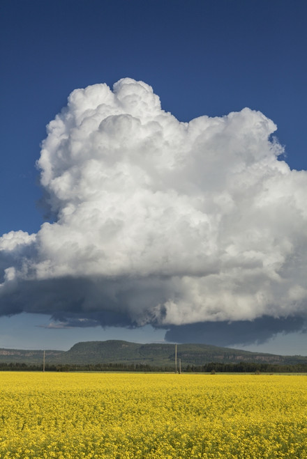Canola field with blue sky and cloud; Thunder Bay, Ontario, Canada PosterPrint - Item # VARDPI12273013