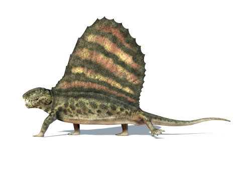 3D rendering of a Dimetrodon dinosaur, side view Poster Print