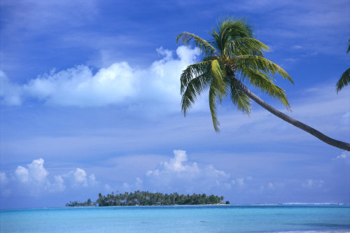 French Polynesia, Bora Bora, Coastal Scene Palm In Foreground, Calm Ocean, Island Background PosterPrint - Item # VARDPI2000788