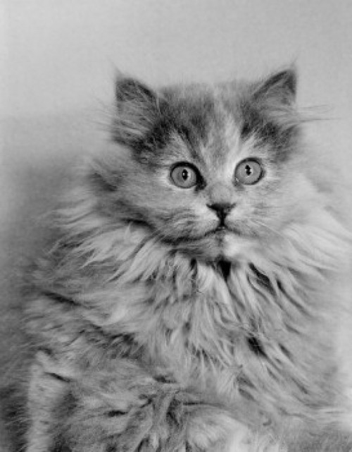 Portrait of cat Poster Print - Item # VARSAL255423423