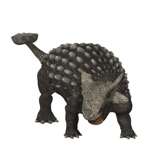 Ankylosaurus magniventris, a prehistoric era dinosaur Poster Print - Item #  VARPSTSKR100036P - Posterazzi