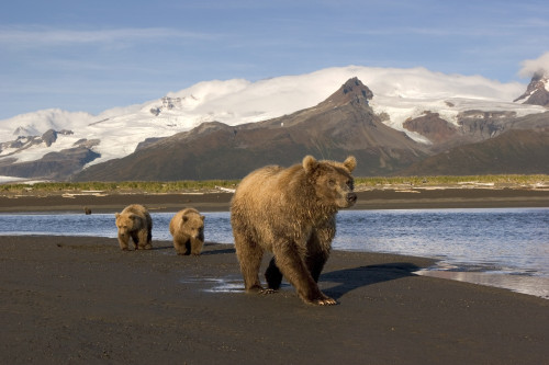 Grizzly Sow And Cubs Walking On Beach At Hallo Bay Katmai National Park Alaska PosterPrint - Item # VARDPI2171215