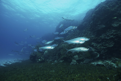 School of Tarpon, Bonaire, Caribbean Netherlands Poster Print