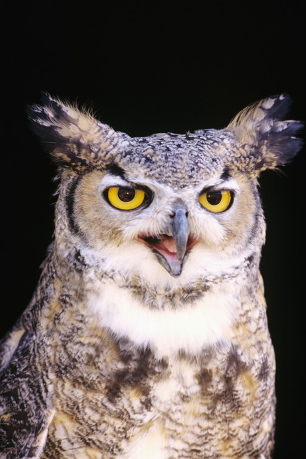 Great Horned Owl (Bubo Virginianus), Closeup Portrait. PosterPrint - Item # VARDPI1978574