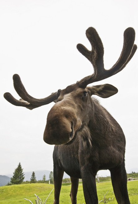 Close Up Of Young Bull Moose At The Alaska Wildlife Conservation Center In Portage, Southcentral Alaska Summer Captive PosterPrint - Item # VARDPI2093983
