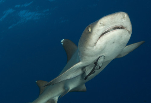Whitetip reef shark, facial view, Fathers reef, Kimbe Bay, Papua New Guinea Poster Print - Item # VARPSTSJN400012U
