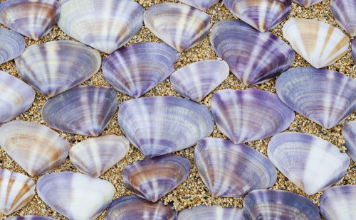 Seashells laying in rows in the sand;Oahu hawaii united states of america PosterPrint - Item # VARDPI2342680
