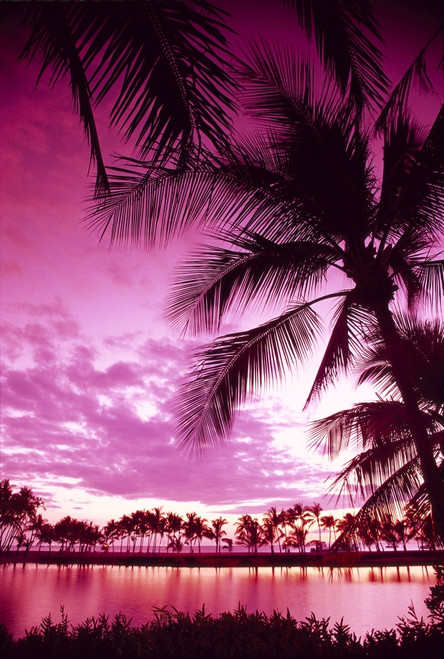 Hawaii, Big Island, Anaeho'omalu Bay, Sunset With Palm Trees, Pink Filter B1509 PosterPrint - Item # VARDPI1998699
