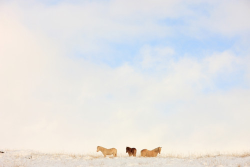 Icelandic Horses In Snow Covered Field, Iceland PosterPrint - Item # VARDPI2048724