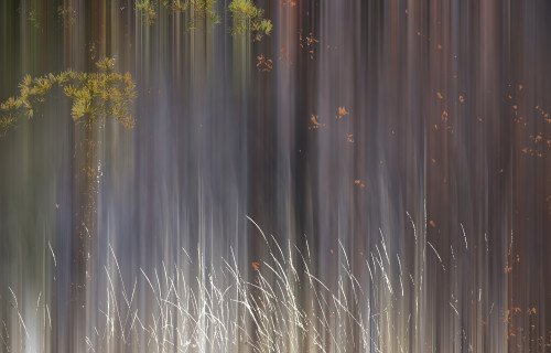 Abstract trees with motion blur; Alberta, Canada PosterPrint - Item # VARDPI12290192
