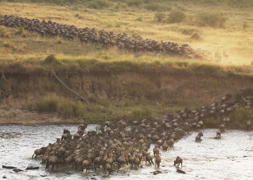 Wildebeest, Kenya, Africa PosterPrint - Item # VARDPI1865585