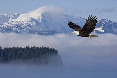Bald Eagle In Flight Over The Inside Passage With Tongass National Forest In The Background, Alaska, Composite PosterPrint - Item # VARDPI2160034