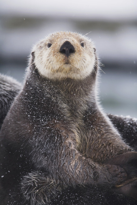 Close Up Portrait Of A Sea Otter In Prince William Sound, Southcentral Alaska, Winter PosterPrint - Item # VARDPI2093265