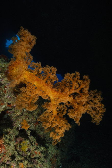 Soft coral seascape, Fiji Poster Print - Item # VARPSTTSW400054U
