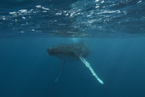 Underwater View Of A Humpback Whale In The Atlantic Ocean. PosterPrint - Item # VARDPI2112414