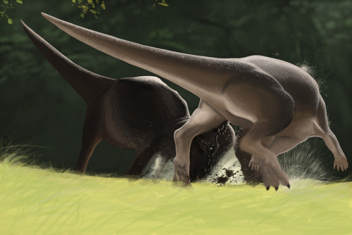 Confrontation between two Pachycephalosaurus dinosaurs Poster Print