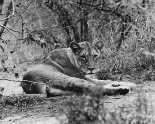 Lion Poster Print - Item # VARSAL25532124