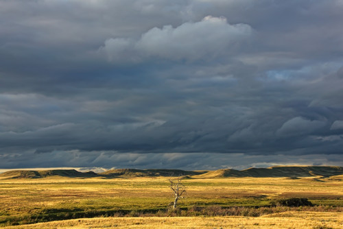 Dead Tree At Dusk With Storm Clouds Overhead, Grasslands National Park, Saskatchewan PosterPrint - Item # VARDPI2032370