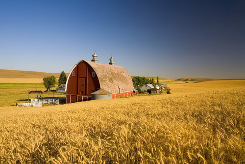 Sunset Barn And Wheat Field; Steptoe Butt, Washington, Usa PosterPrint - Item # VARDPI1840000