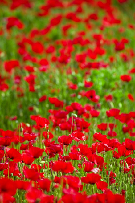 Poppy Field PosterPrint - Item # VARDPI1795646