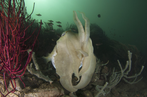 Full body view of a broadclub cuttlefish amongst a reef in green water, Komodo National Park, Indonesia Poster Print - Item # VARPSTSJN400669U