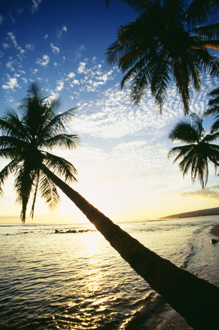 Hawaii, Kauai, Waimea, Tall Palm Over Ocean At Sunset, Bright Golden Reflections PosterPrint - Item # VARDPI1993974