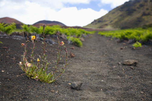 Hawaii, Maui, Haleakala, The hiking trail through the Volcanic Crater. PosterPrint - Item # VARDPI2116485