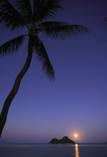 Hawaii, Oahu, Lanikai, Full Moon Rising Over One Of The Mokulua Islands With A Palm Tree In The Foreground PosterPrint - Item # VARDPI1990745
