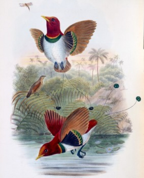 King Bird of Paradise  John Gould  Poster Print - Item # VARSAL900140749