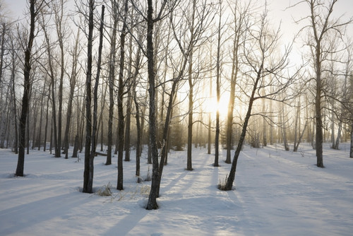 Ontario, Canada; The Sunlight Shining Through The Trees In A Forest In Winter PosterPrint - Item # VARDPI1875340