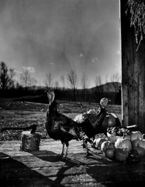 USA  New Hampshire  Lancaster  two turkeys in barn doorway  chopping block and axe Poster Print - Item # VARSAL255421595