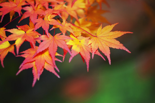 Portland, Oregon, United States Of America; Leaves On A Tree In Autumn PosterPrint - Item # VARDPI1871329