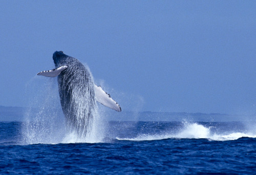 Hawaii, Maui, Humpback Whale (Megaptera Novaeangliae) Breaching C2024 PosterPrint - Item # VARDPI1999580