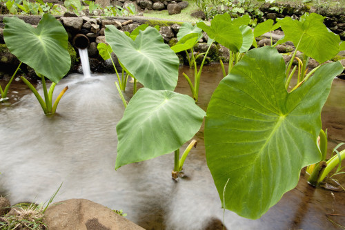 Hawaii, Maui, Large Taro leaves in a pond. PosterPrint - Item # VARDPI2116264