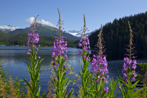 Scenic View Of Auke Lake And Fireweed With Mendenhall Glacier And Coast Range Mountains, Southeast Alaska, Summer PosterPrint - Item # VARDPI2160480