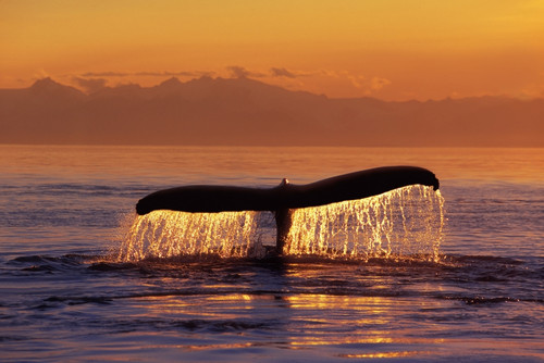 Humpback Whale Fluke @ Sunset Inside Passage Se Ak Summer PosterPrint