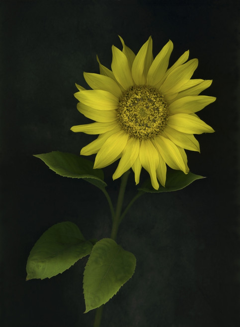 Sunflower PosterPrint - Item # VARDPI1792898