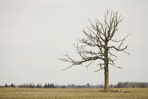 A Lone Tree In A Field; Winnipeg, Manitoba, Canada PosterPrint - Item # VARDPI1963182