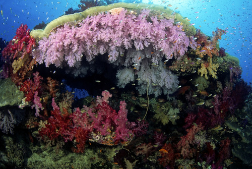 Fiji, Alcyonarian coral ; Wakaya Island PosterPrint - Item # VARDPI1983483