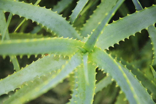 Hawaii, Oahu, Close Up Of Aloe Garden. PosterPrint - Item # VARDPI1974303