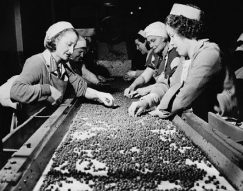 Side profile of a group of female workers sorting peas on a conveyor belt Poster Print - Item # VARSAL25537856