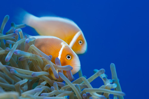This common anemonefish (Amphiprion perideraion) is most often found associated with the anemone, Heteractis magnifica, as pictured here; Yap, Micronesia PosterPrint - Item # VARDPI2424173