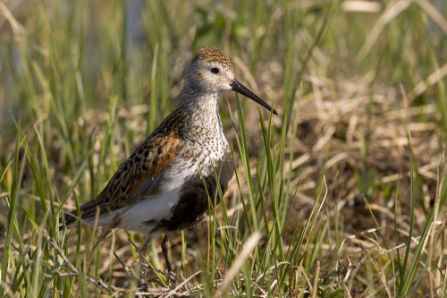 Dunlin Standing In Tall Sedge Grass On Arctic Tundra North Slope Alaska Summer PosterPrint - Item # VARDPI2171394