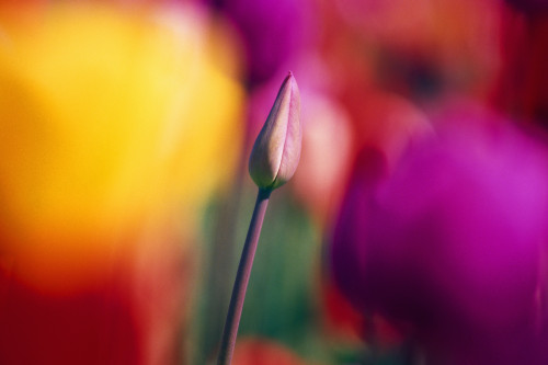 Selective Focus Tulip Flower Field PosterPrint - Item # VARDPI1788422