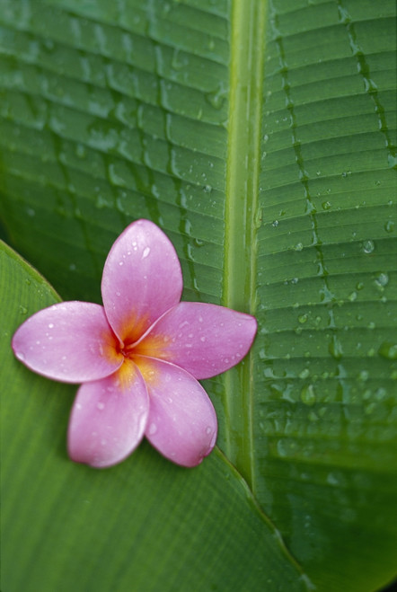 Pink Plumeria Flower On Banana Leaf, Raindrops Detail PosterPrint - Item # VARDPI2001140