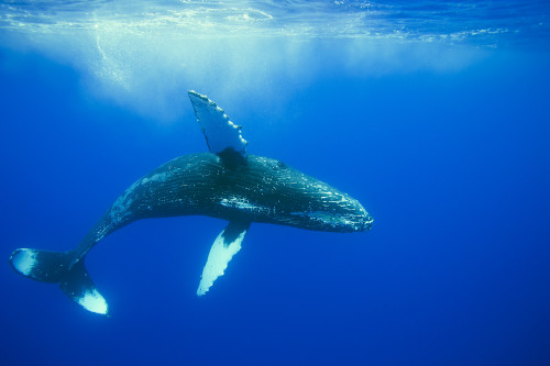 Humpback whale (Megaptera novaeangliae); Hawaii, United States of America PosterPrint - Item # VARDPI2424195