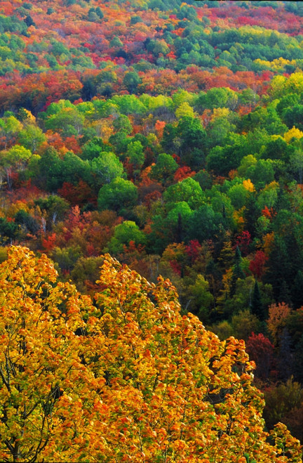 Autumn Trees, Ottawa Valley, Ontario PosterPrint - Item # VARDPI2020151