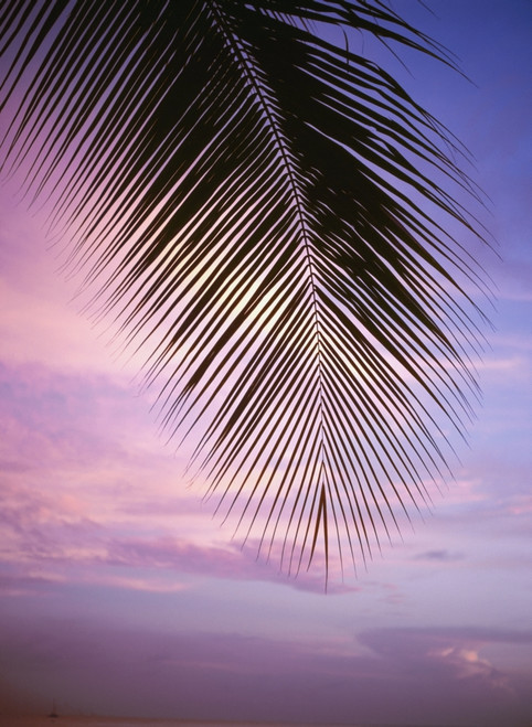 Palm Tree Branch At Sunset, Close Up PosterPrint - Item # VARDPI1878559